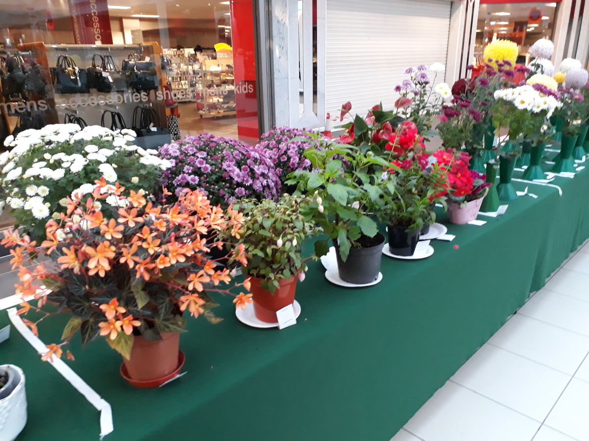 SCGS autumn show 20191026 (12)